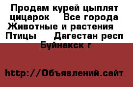 Продам курей цыплят,цицарок. - Все города Животные и растения » Птицы   . Дагестан респ.,Буйнакск г.